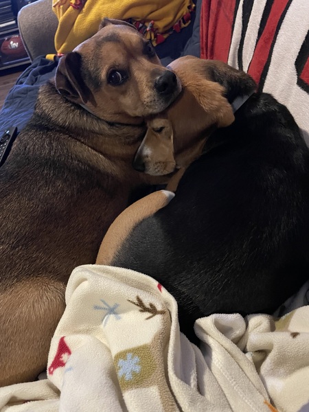 Stanley and Kasey (beagle)