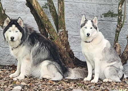 Sitka and Nova