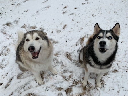 Butters and Cato