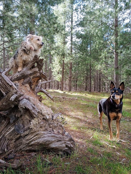 Scout and Holly