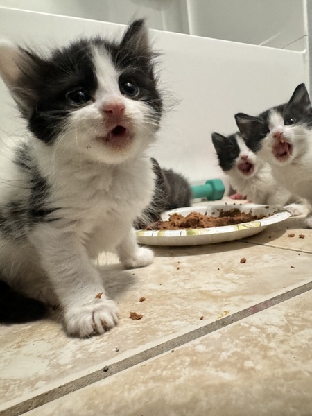 Spotty, Sariyah and Scout