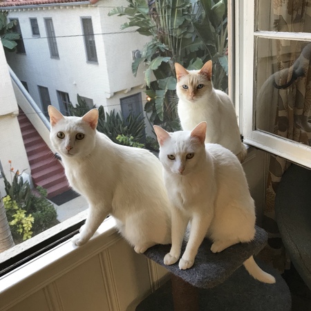 Bandit, Banks & Milo