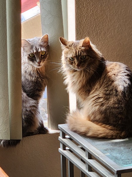 Stormy and Ember (formerly KitKat)