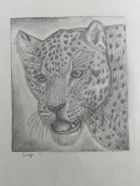 🐆🐆jaguar 🐆🐆