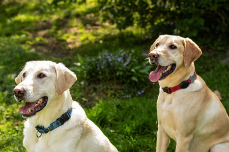 Blue and Buster! 