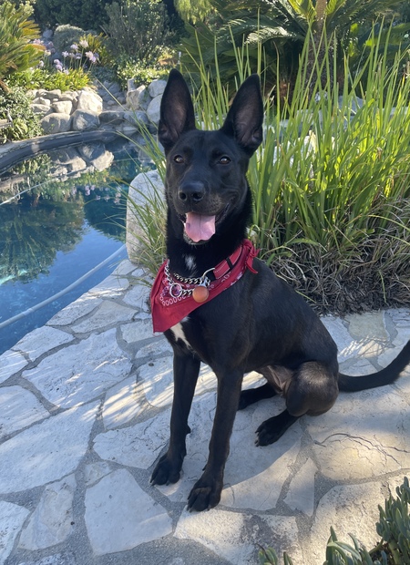 Shadow (Cashew when at the Shelter)