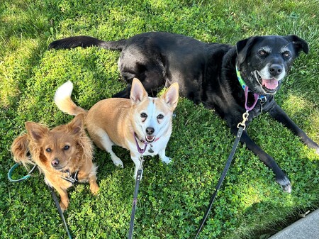 Joey, Charlotte, & Rosie