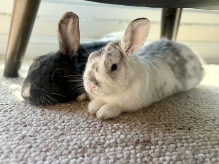 Binky and Billie