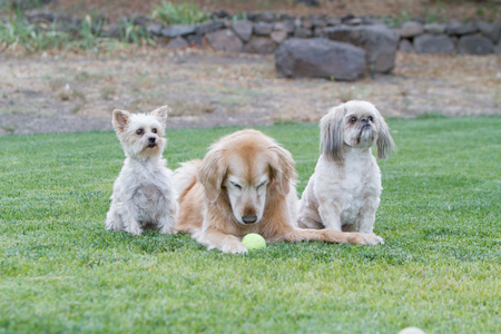 Liebe, Daisy, Kurze (from left to right)