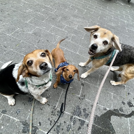 Gwen, Ruby & Izzy