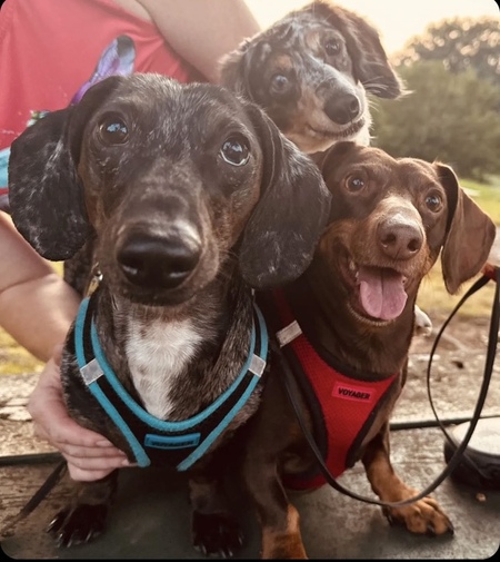 Ovi, Wilson and Braden 