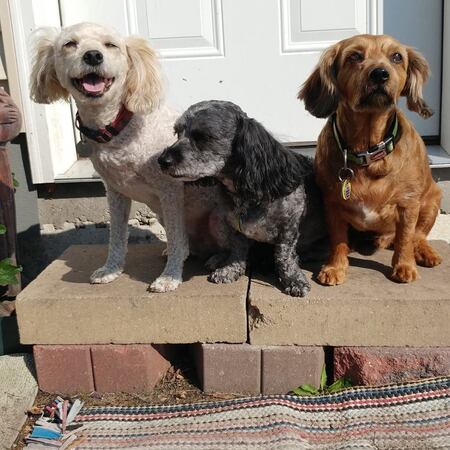 Dexter, Iris, and Turbo