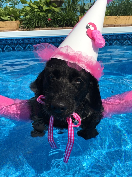 Gidget