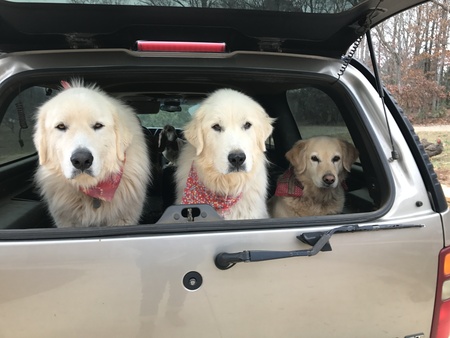 Toby and Dottie 