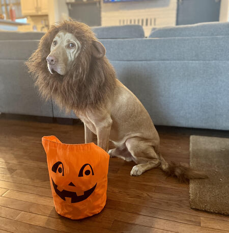 Henry the goodest boy lion