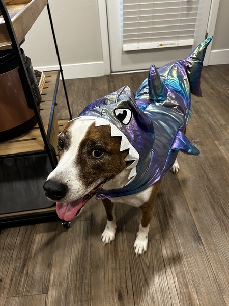 Louis the Sharkdawg