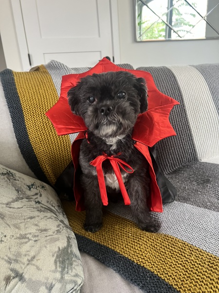 Poptart as Count Pupula (Dracula)