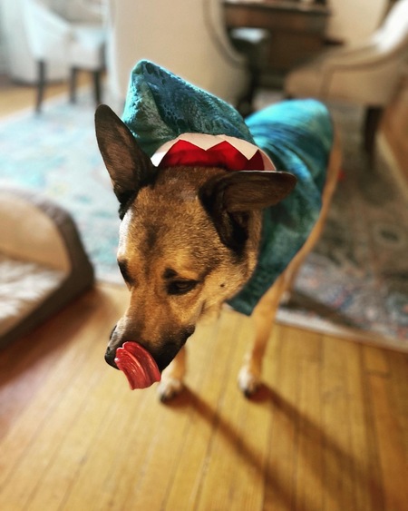 Baxter the Shark