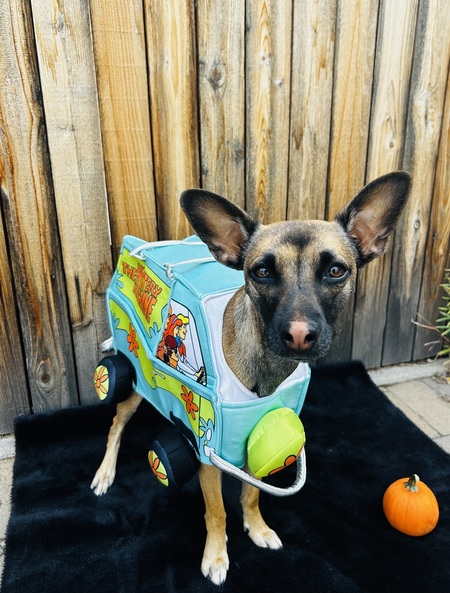 Bambi the mystery machine