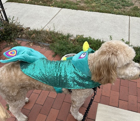 Bodie in Peacock outfit