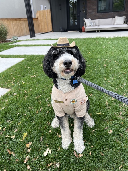 Wally the Bark Ranger 