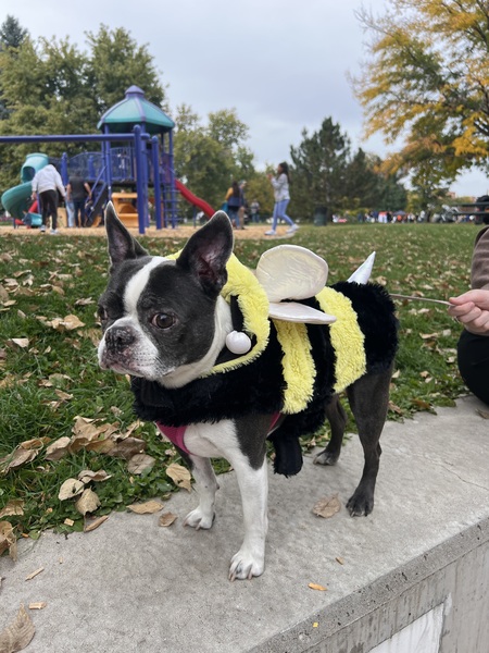 Pickles | Bumble Bee