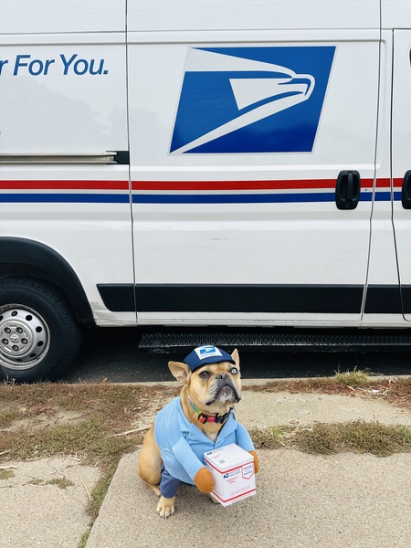 Nala the mail dog