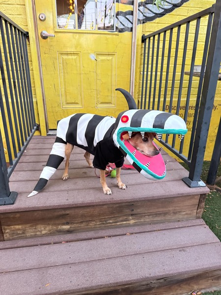 Timon as the sandworm from Beetlejuice 