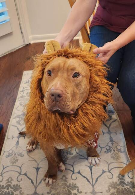 Seamus the Cowardly Lion