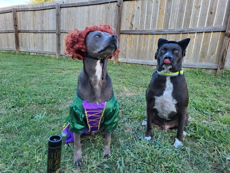 Brentifred Sanderson and Binx