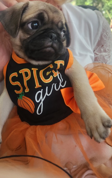 Pug-kin spice 