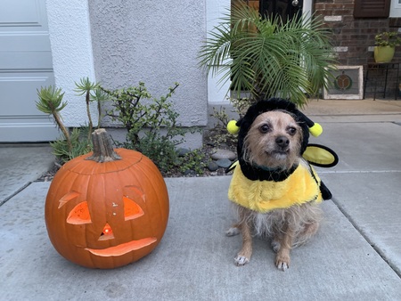 Boo-tiful Bee