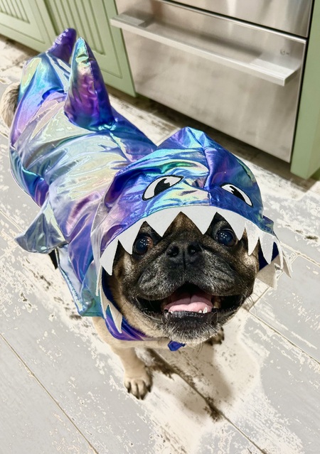 Pug shark attack!