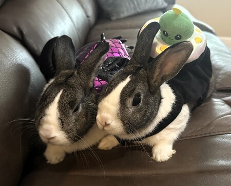 The Bunnyverse: Intergalactic Besties