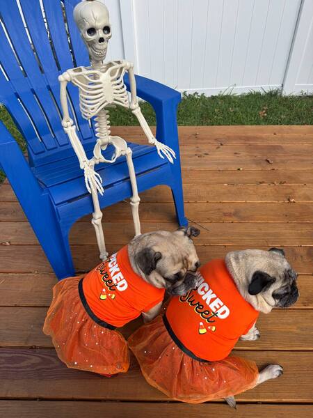 Wicked Sweet Pugs 