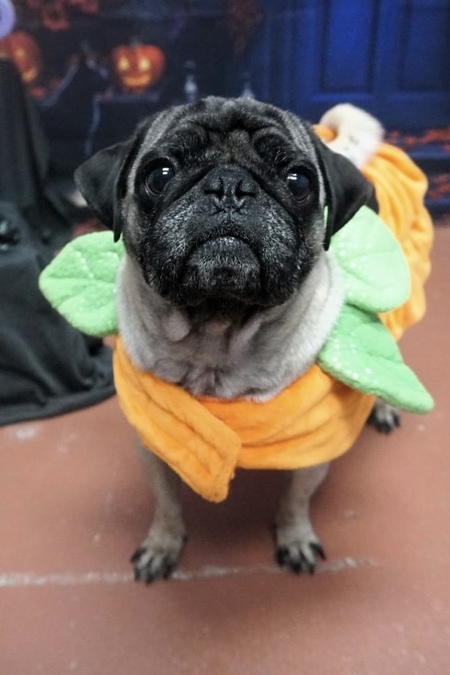 Pug'kin Patch