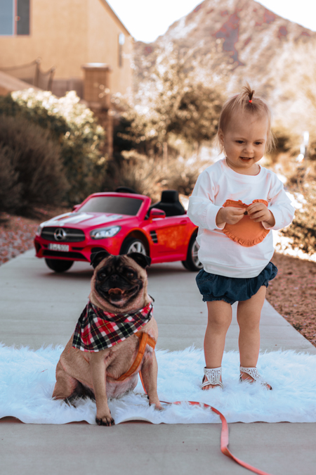 Tiny Wheels and Pug Feels