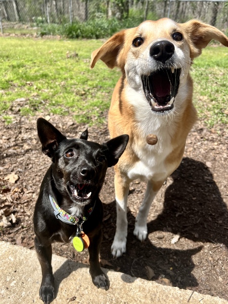 Macy & Sweet Corn