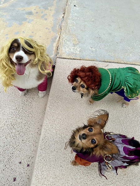 Kona, Coco, and Dolly