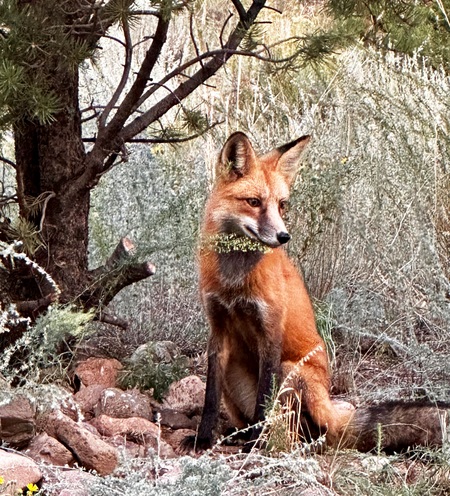 Friendly Fox