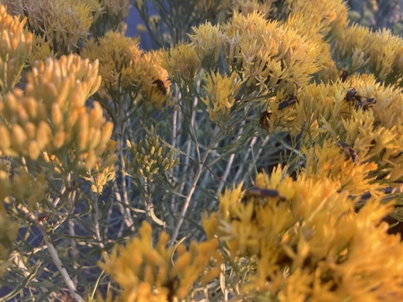 Beetle Bonanza on Rabbitbrush