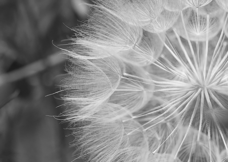 Western Salsify