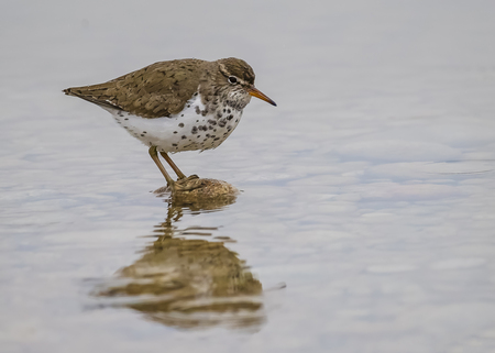 Spotted Sandpiper