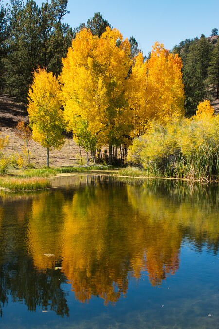 Autumn Reflections