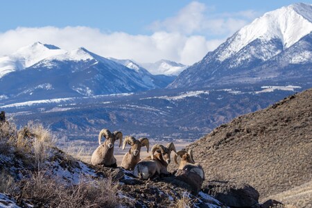 Big mountain bighorn