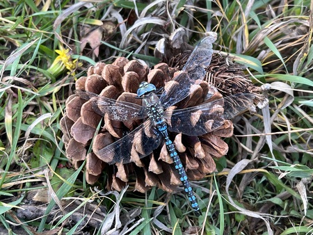 Dragonfly at O’Haver Lake