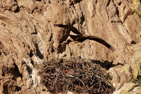 golden eagle leaving the nest