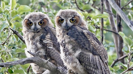 Two Great Horned Owls waiting for their parents to feed them