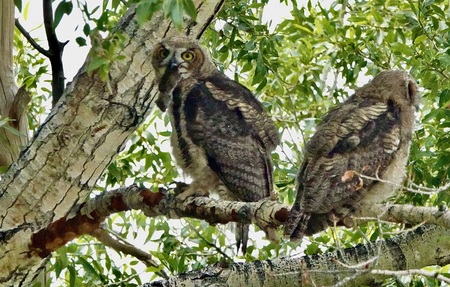 Young Great Horned owls don't share mice!