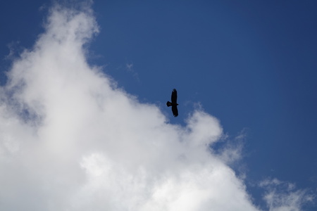 Golden  Eagle on the hunt